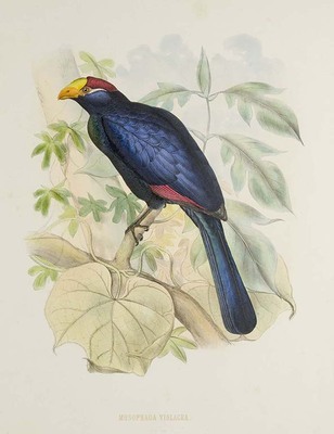 WBW 13759
          <br/>
          De toerako's afgebeeld en beschreven.
          <br/>
          <em></em>